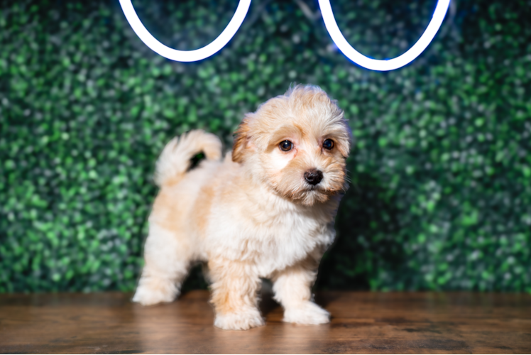 Cute Havadoodle Poodle Mix Puppy