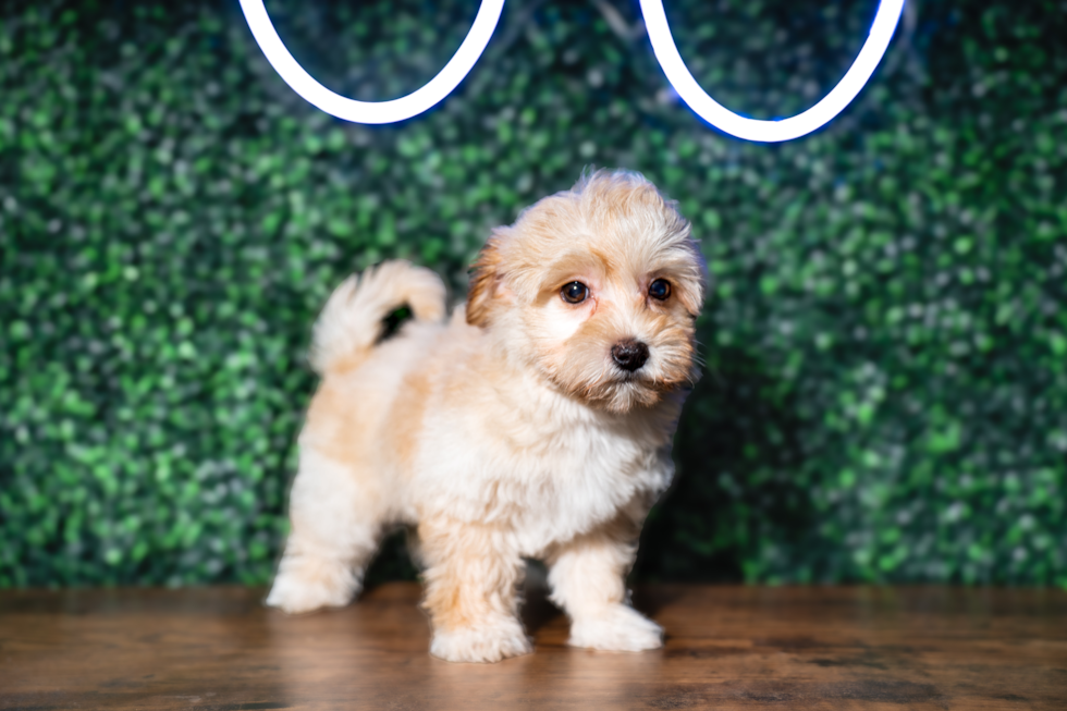 Cute Havadoodle Poodle Mix Puppy