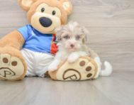 9 week old Havapoo Puppy For Sale - Puppy Love PR