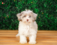 10 week old Havapoo Puppy For Sale - Puppy Love PR