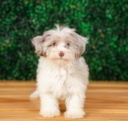 10 week old Havapoo Puppy For Sale - Puppy Love PR