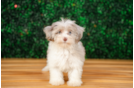 Cute Havapoo Poodle Mix Pup