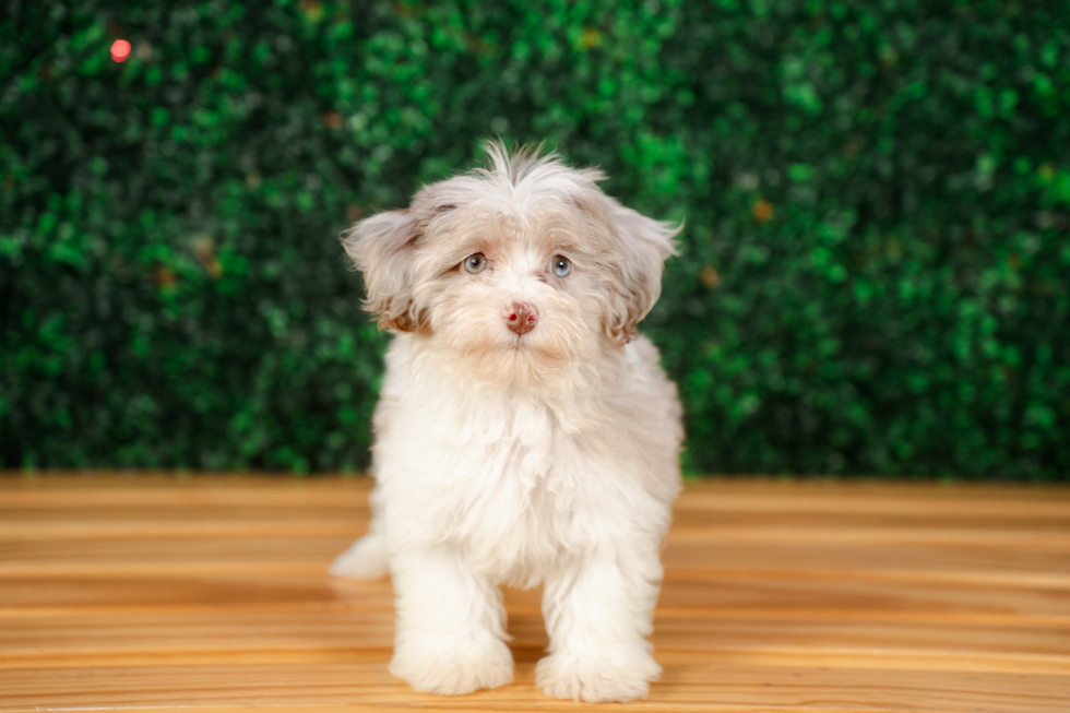 Cute Havapoo Poodle Mix Pup