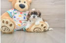 Havapoo Puppy for Adoption