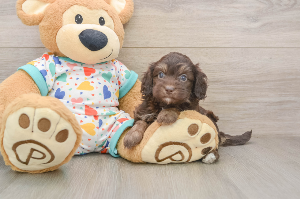 Adorable Havadoodle Poodle Mix Puppy