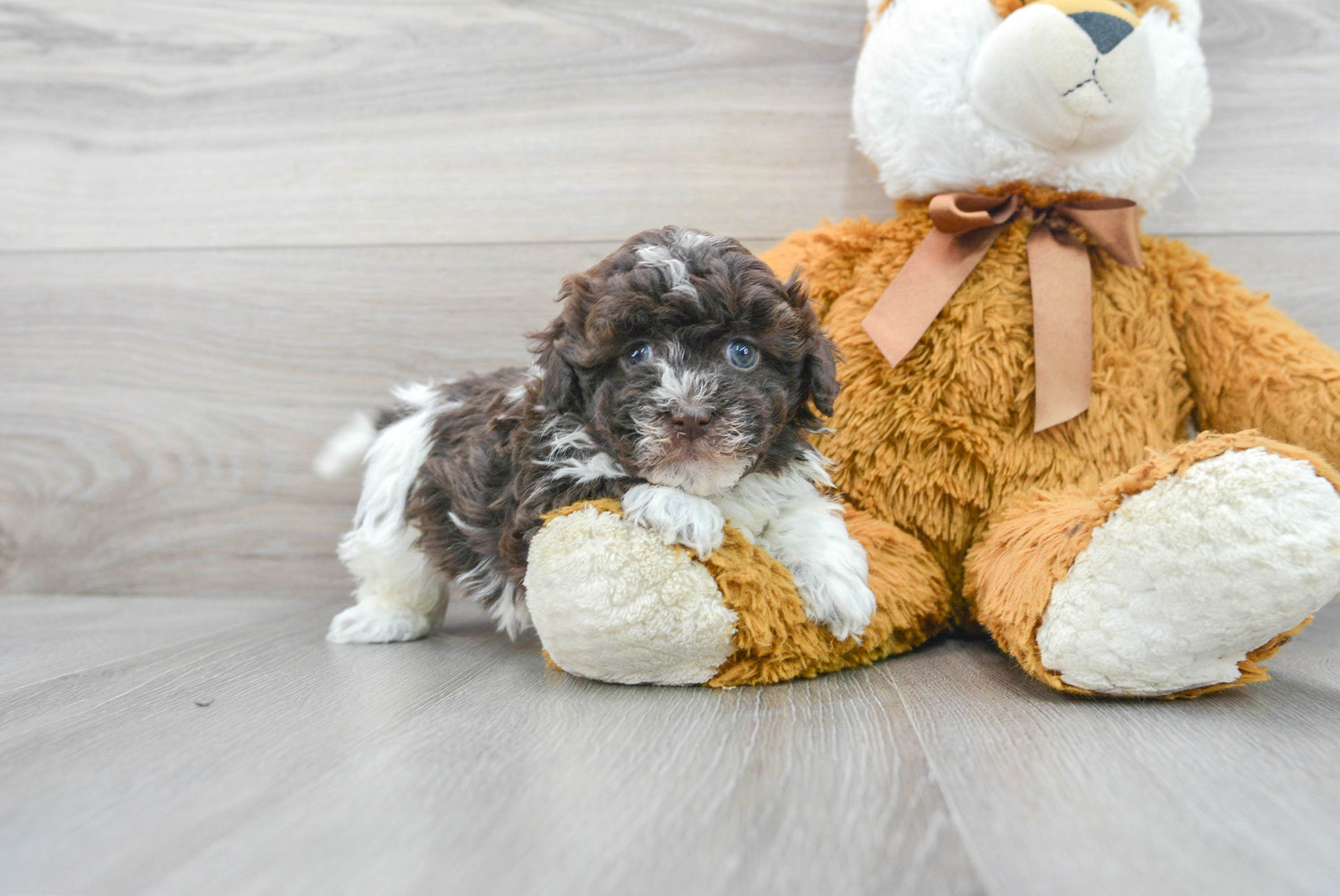 Popular Havapoo Poodle Mix Pup