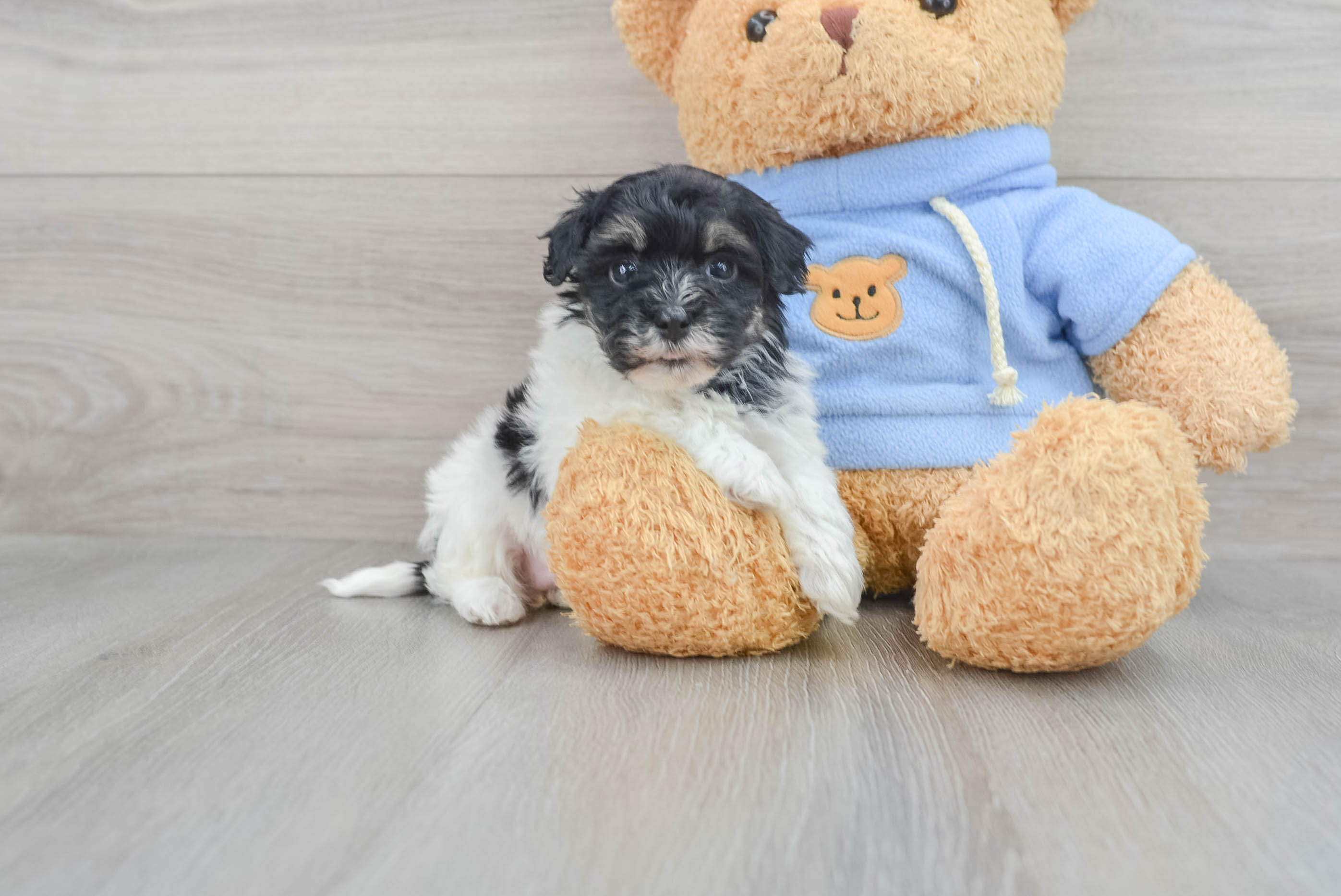 Havapoo Puppy for Adoption
