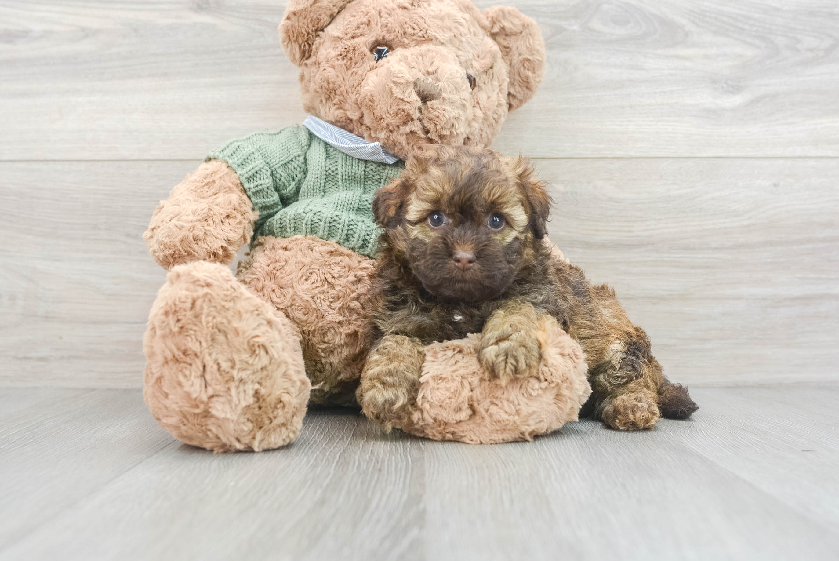 Havapoo Pup Being Cute