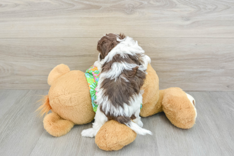 Playful Havadoodle Poodle Mix Puppy