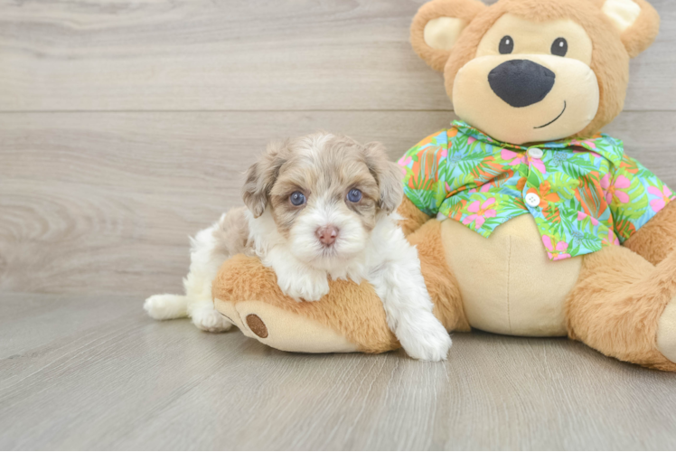 Havapoo Puppy for Adoption