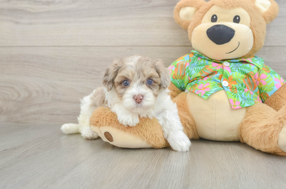 5 week old Havapoo Puppy For Sale - Puppy Love PR