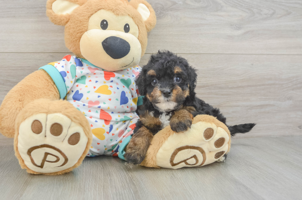 5 week old Havapoo Puppy For Sale - Puppy Love PR