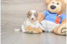 Havapoo Puppy for Adoption