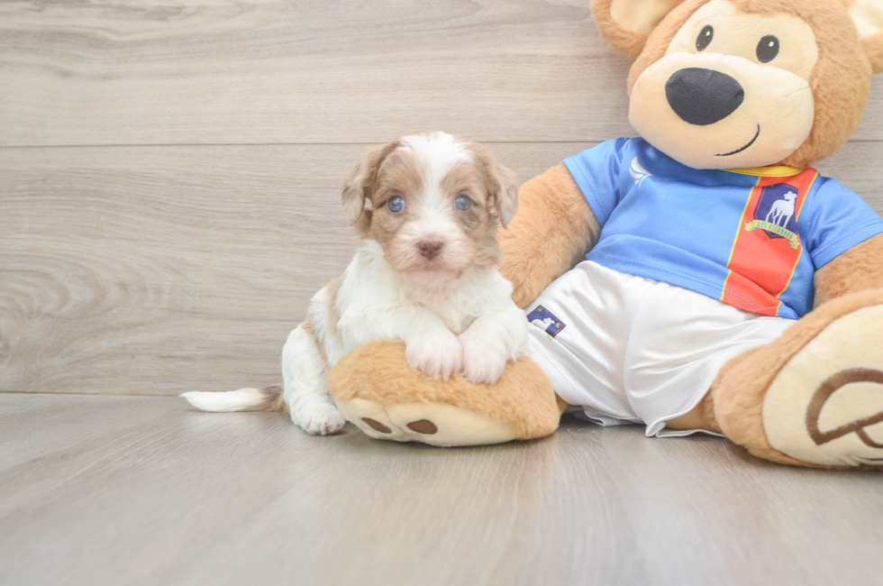 5 week old Havapoo Puppy For Sale - Puppy Love PR