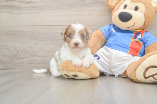 Havapoo Puppy for Adoption
