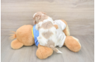 Havapoo Puppy for Adoption
