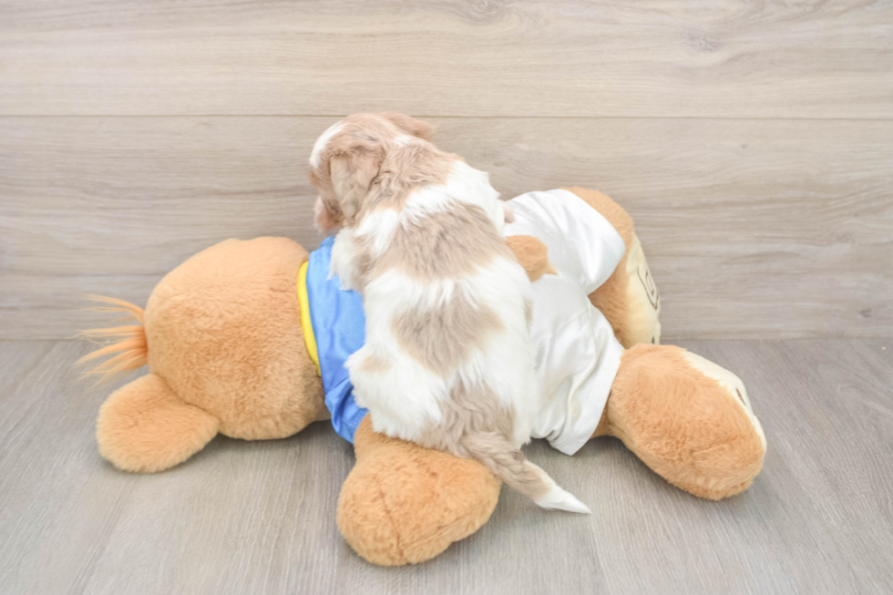 Havapoo Puppy for Adoption