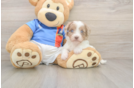 Playful Havadoodle Poodle Mix Puppy