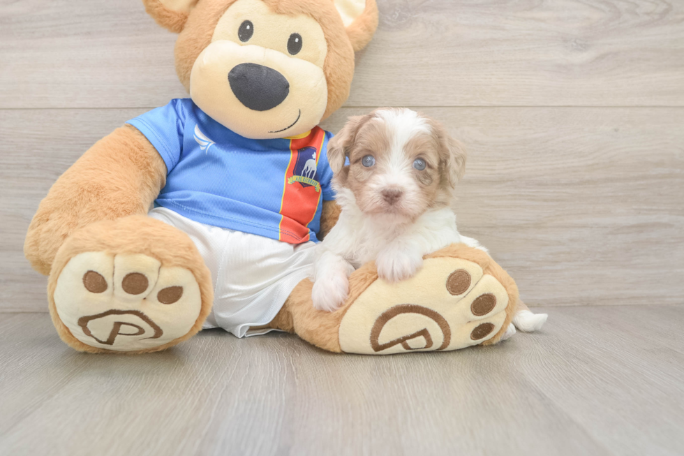 Playful Havadoodle Poodle Mix Puppy