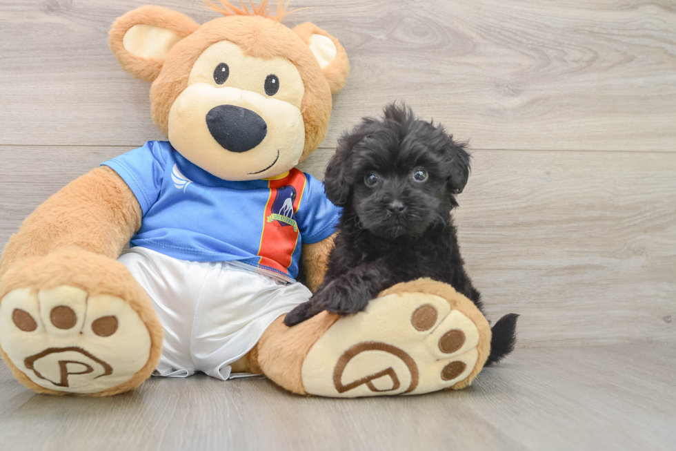 Havapoo Puppy for Adoption