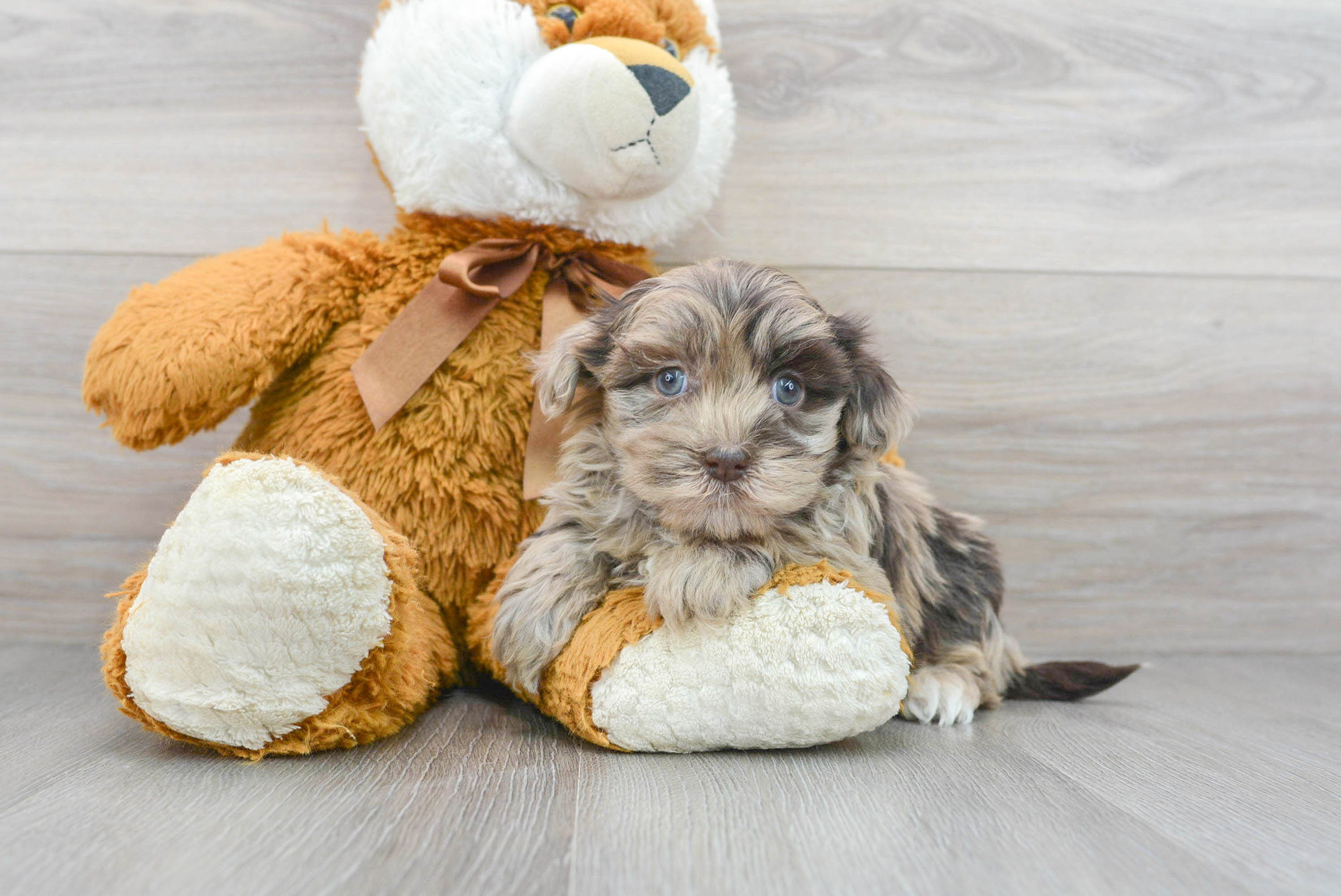Havapoo Pup Being Cute