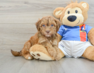 7 week old Havapoo Puppy For Sale - Puppy Love PR