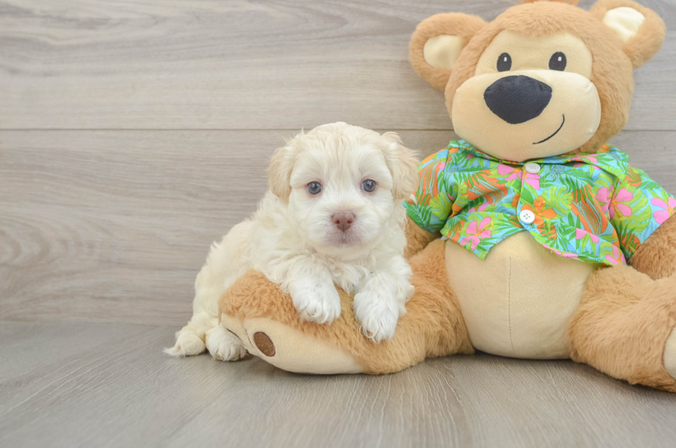 5 week old Havapoo Puppy For Sale - Puppy Love PR