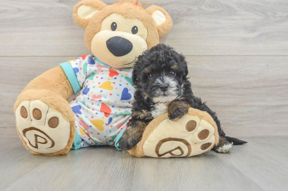5 week old Havapoo Puppy For Sale - Puppy Love PR