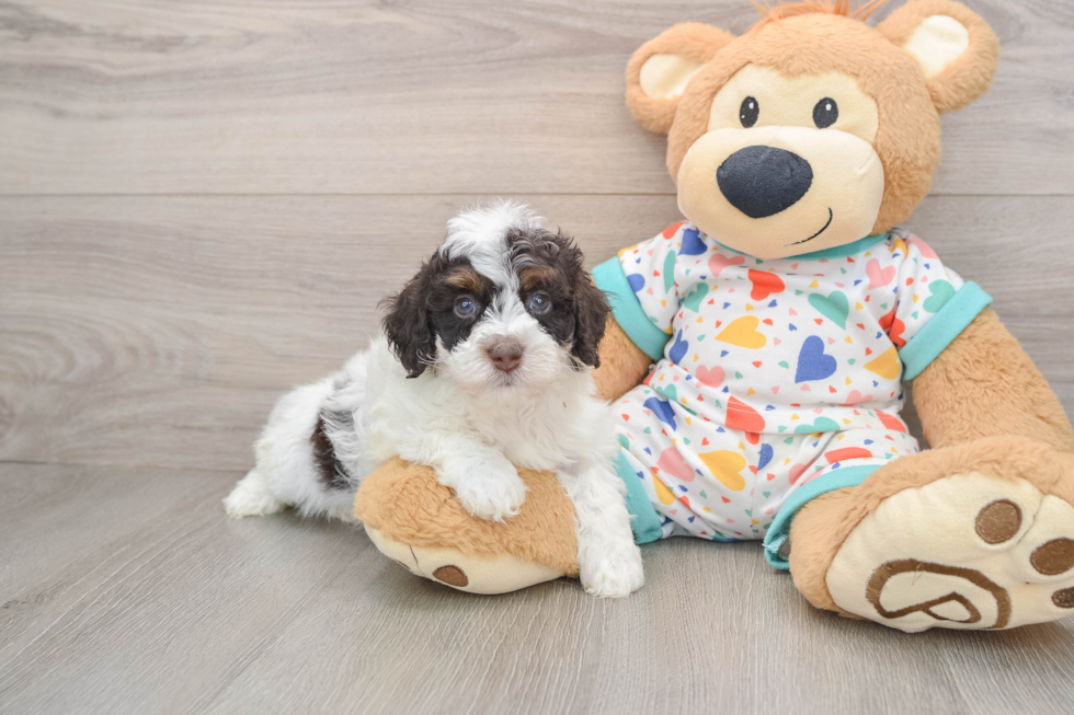 Havapoo Pup Being Cute