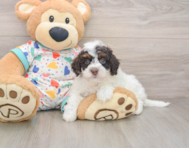 6 week old Havapoo Puppy For Sale - Puppy Love PR