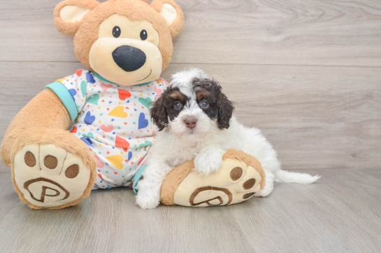 Havapoo Pup Being Cute