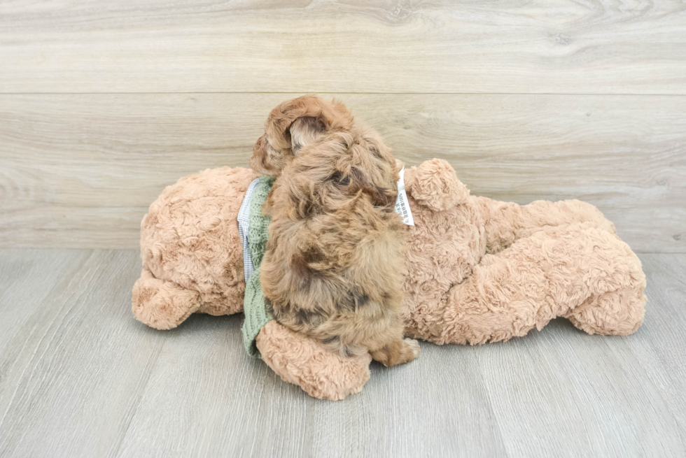 Playful Havadoodle Poodle Mix Puppy