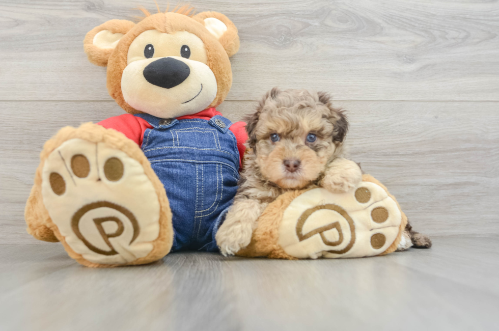 5 week old Havapoo Puppy For Sale - Puppy Love PR