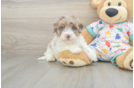 Havapoo Pup Being Cute