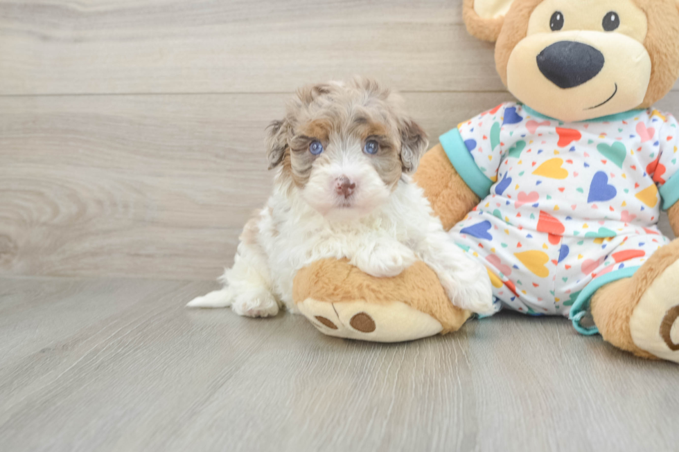 Havapoo Pup Being Cute