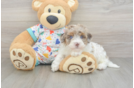 Best Havapoo Baby