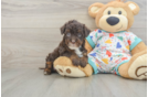 Playful Havadoodle Poodle Mix Puppy