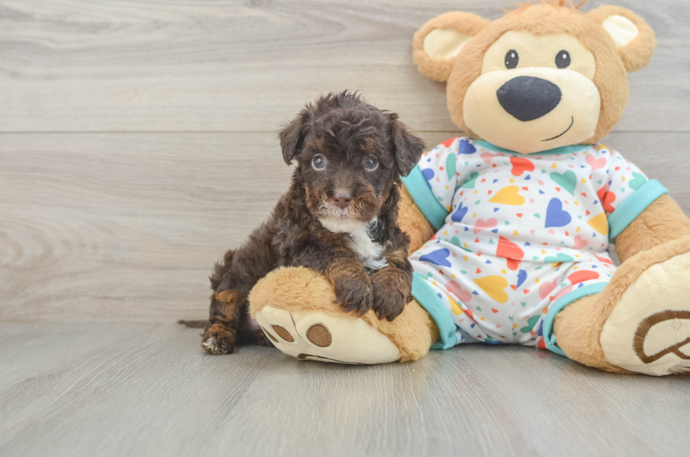 5 week old Havapoo Puppy For Sale - Puppy Love PR
