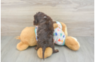 Havapoo Pup Being Cute