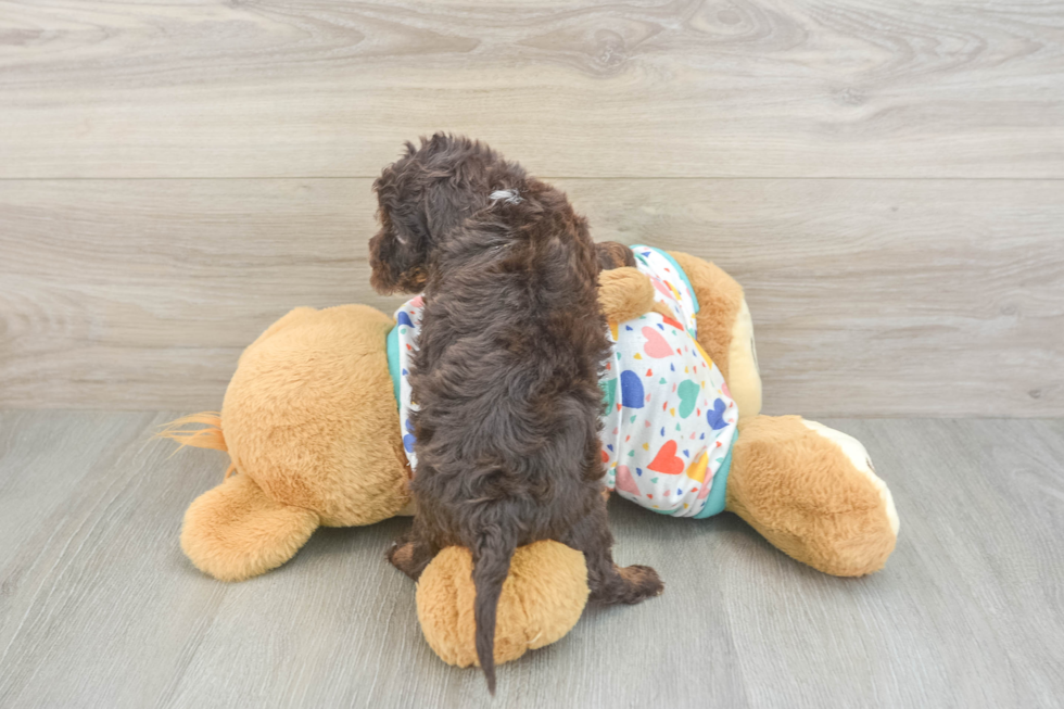 Havapoo Pup Being Cute