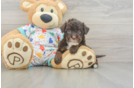 Best Havapoo Baby