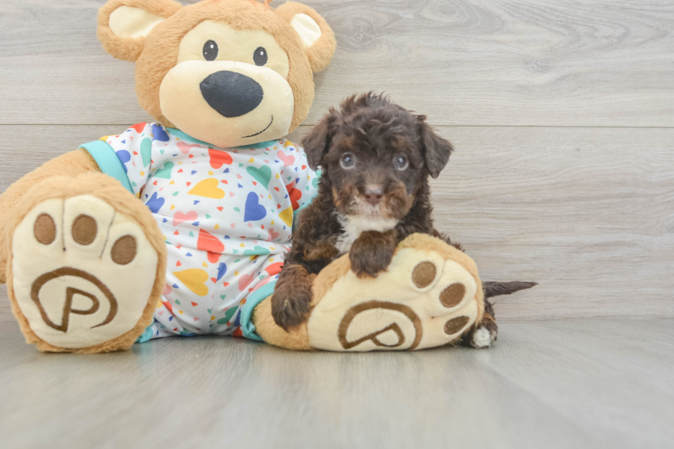 Best Havapoo Baby