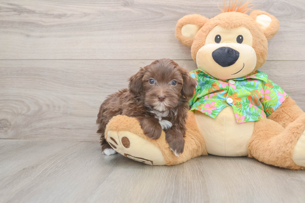 Havapoo Pup Being Cute