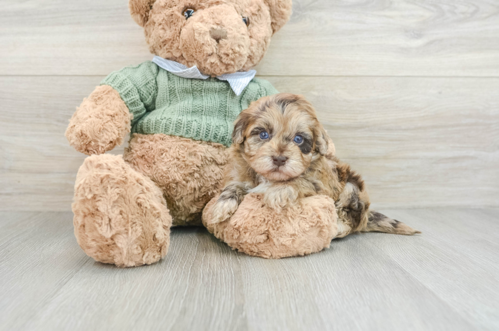 5 week old Havapoo Puppy For Sale - Puppy Love PR