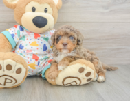 9 week old Havapoo Puppy For Sale - Puppy Love PR