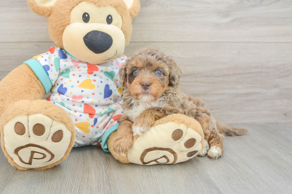 5 week old Havapoo Puppy For Sale - Puppy Love PR