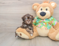 8 week old Havapoo Puppy For Sale - Puppy Love PR