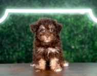 9 week old Havapoo Puppy For Sale - Puppy Love PR