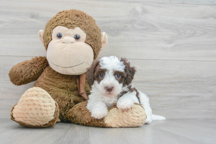 Meet Cuba - our Havapoo Puppy Photo 1/3 - Puppy Love PR Havapoo Pup Being Cute
