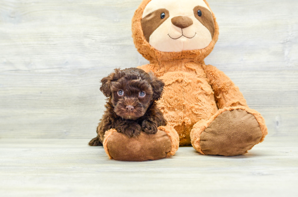 7 week old Havapoo Puppy For Sale - Puppy Love PR